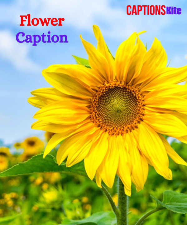Best 310+ Flower Caption for Instagram