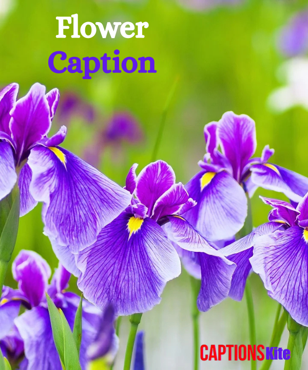 Best 310+ Flower Caption for Instagram