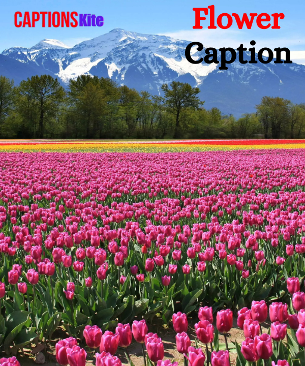 Best 310+ Flower Caption for Instagram