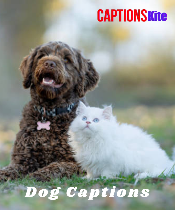 200+ Dog Captions for Instagram