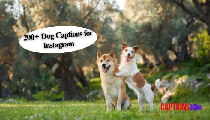 200+ Dog Captions for Instagram