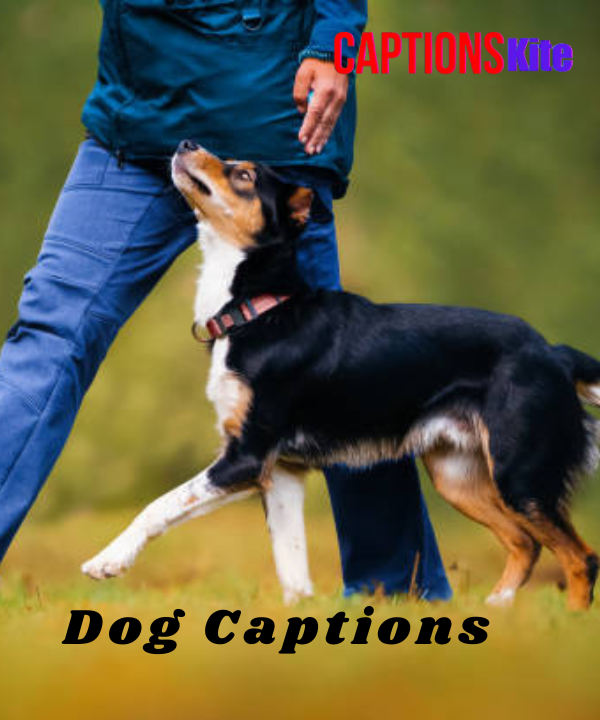 200+ Dog Captions for Instagram