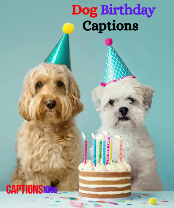 Best 210+ Dog Birthday Captions in 2025