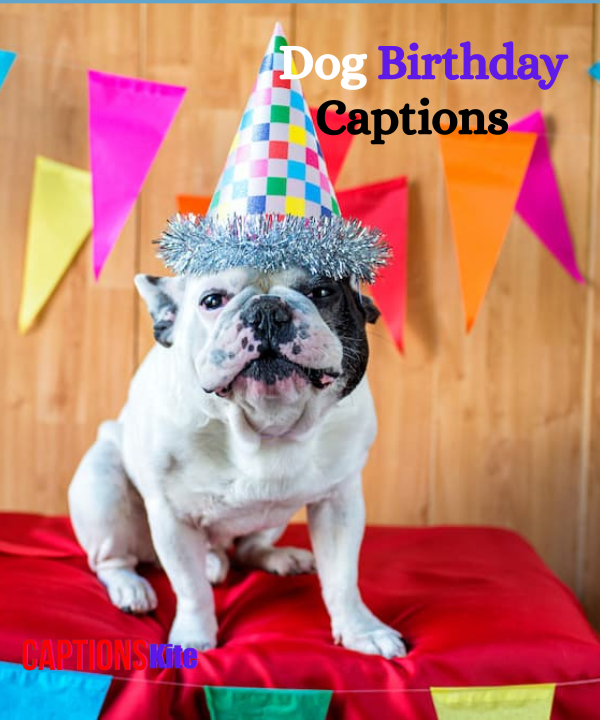 Best 210+ Dog Birthday Captions in 2025