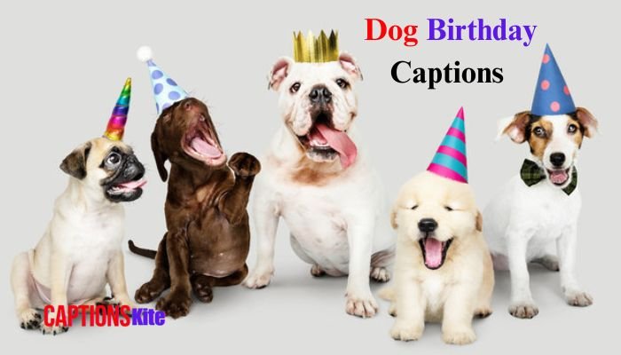 Best 210+ Dog Birthday Captions in 2025
