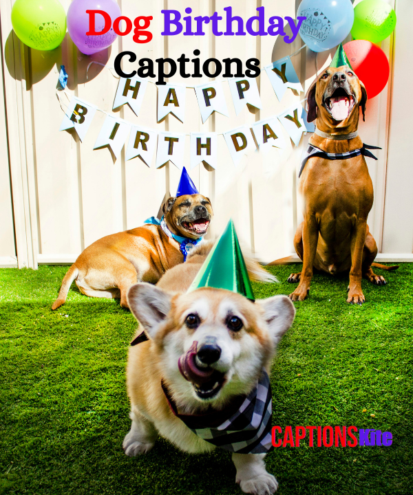 Best 210+ Dog Birthday Captions in 2025