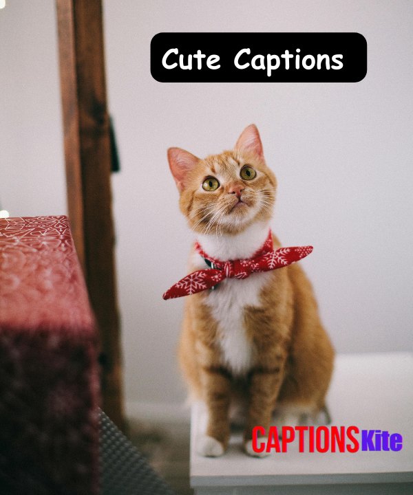 150+ Cute Captions for Instagram to Make Your Posts Adorable