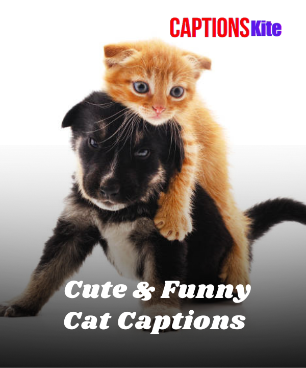 150+ Cute & Funny Cat Captions for Instagram