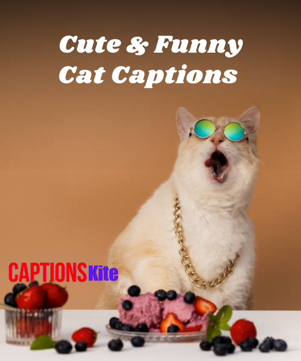 150+ Cute & Funny Cat Captions for Instagram