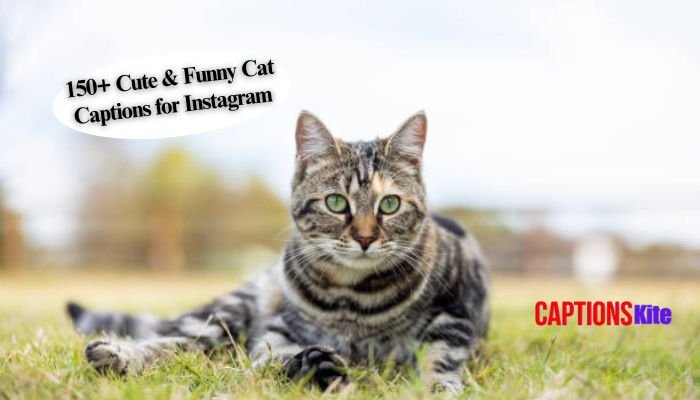 150+ Cute & Funny Cat Captions for Instagram