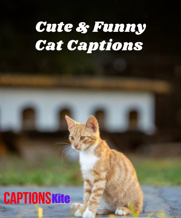 150+ Cute & Funny Cat Captions for Instagram