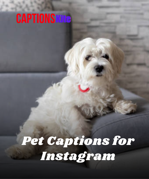 250+ Best Pet Captions for Instagram