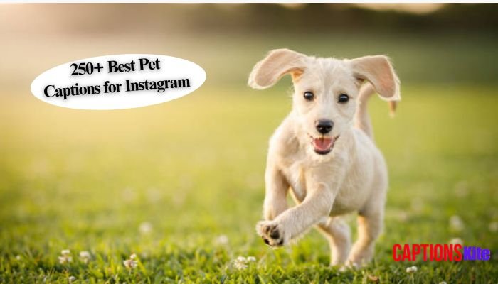 250+ Best Pet Captions for Instagram