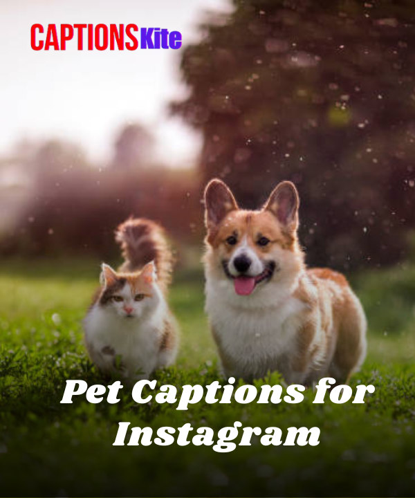 250+ Best Pet Captions for Instagram